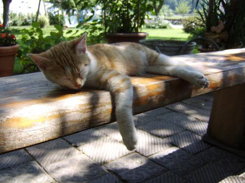 Katzen