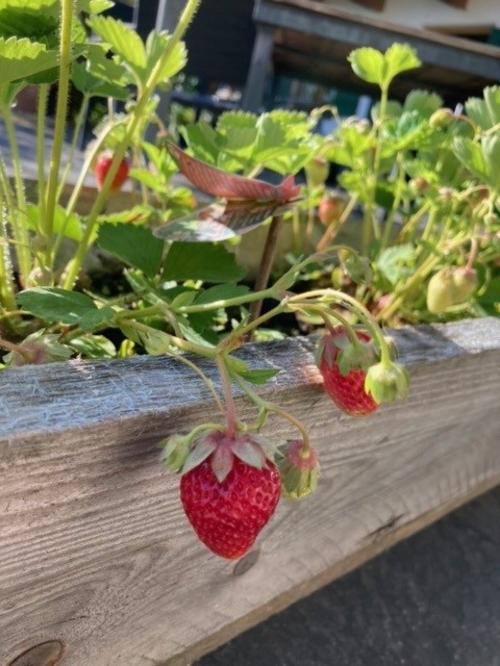 erdbeeren