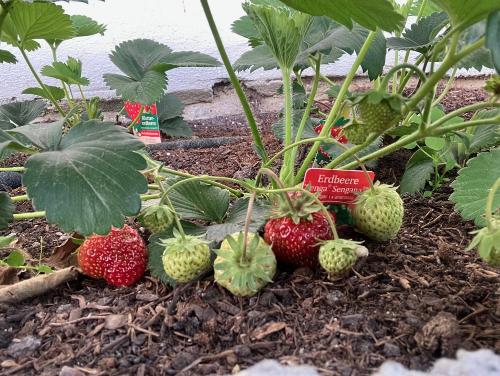 Erdbeeren