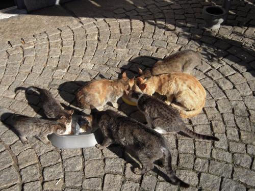 katzenfamily