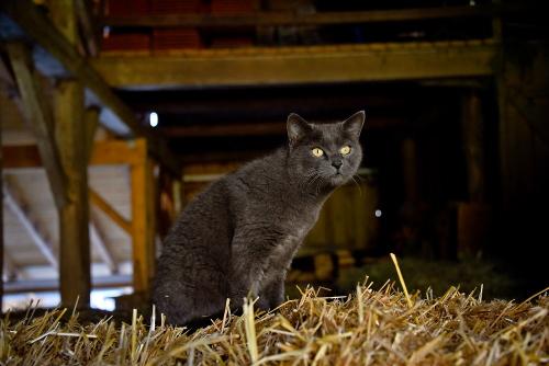 Hauskater in der Scheune