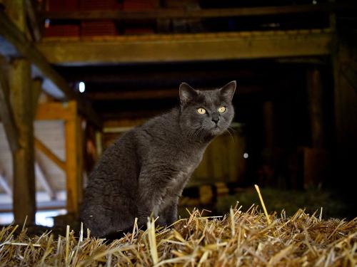 Hauskater in der Scheune