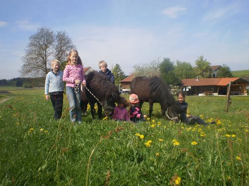 ponnies