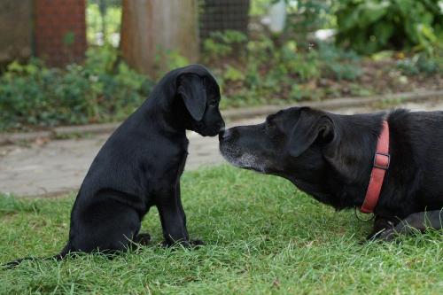 Chitah und Carla