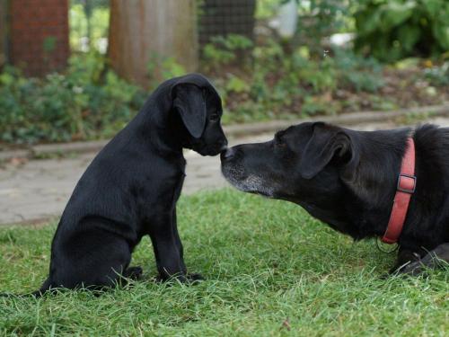 Chitah und Carla