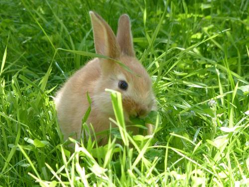 Hase