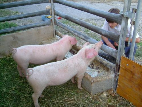 unsere Schweine