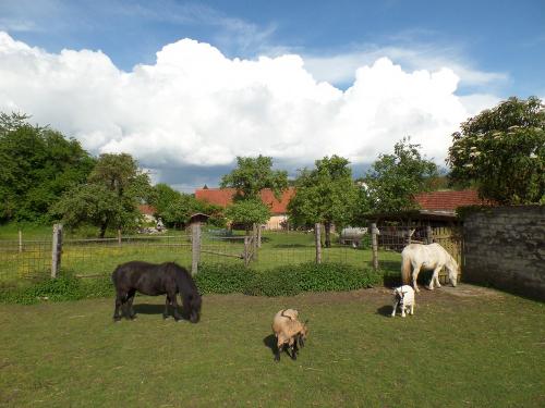 Unsere Ponys und Zwergziegen