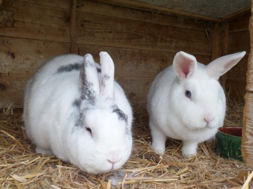 Unsere Hasen Milly und Molly