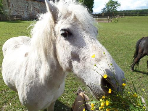 Charlie gibt bei unseren Ponys und Ziegen den Ton an! :-)