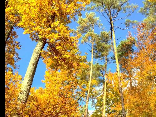 Reiterferien Herbst