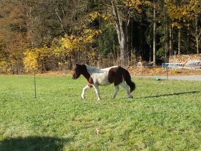 Islandstute Gersemi auf der Wiese