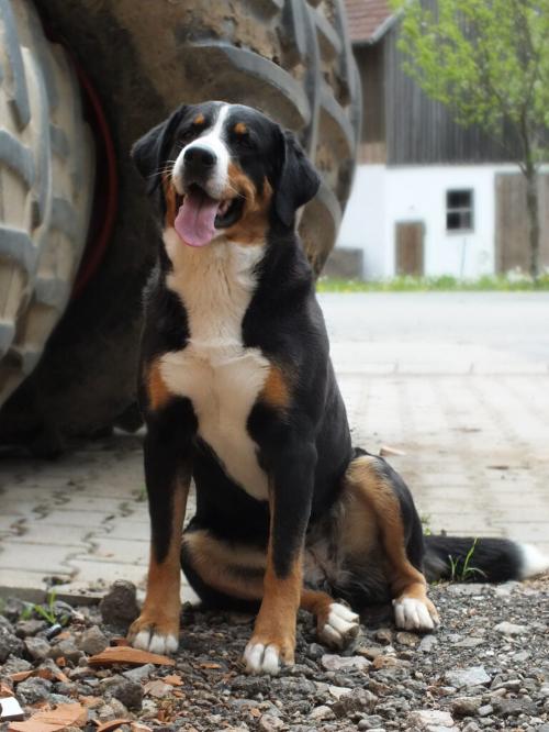 Unsere freundliche Hundedame Maja