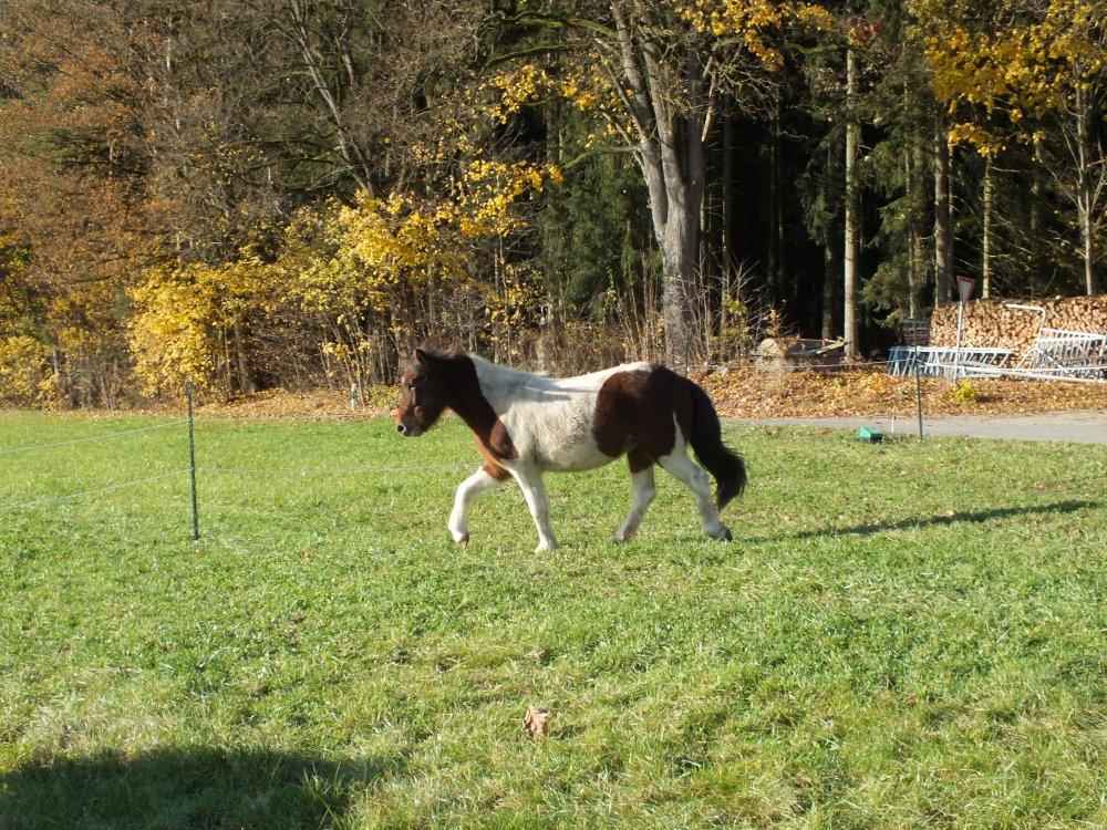 Islandstute Gersemi auf der Wiese Islandstute Gersemi auf der Wiese