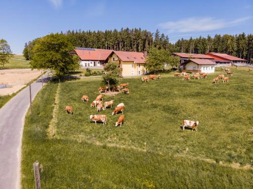 dji_0222-1-1024x767
