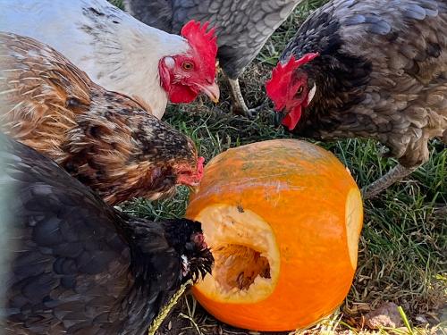 Chickenbeschäftigung Chickenbeschäftigung