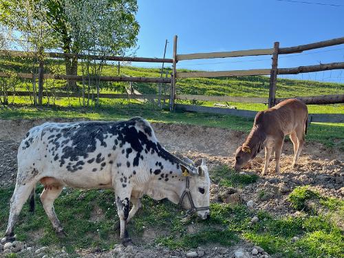 Zwergzebukuh mit Kalb Zwergzebukuh mit Kalb