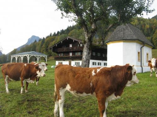Kühe und Hof
