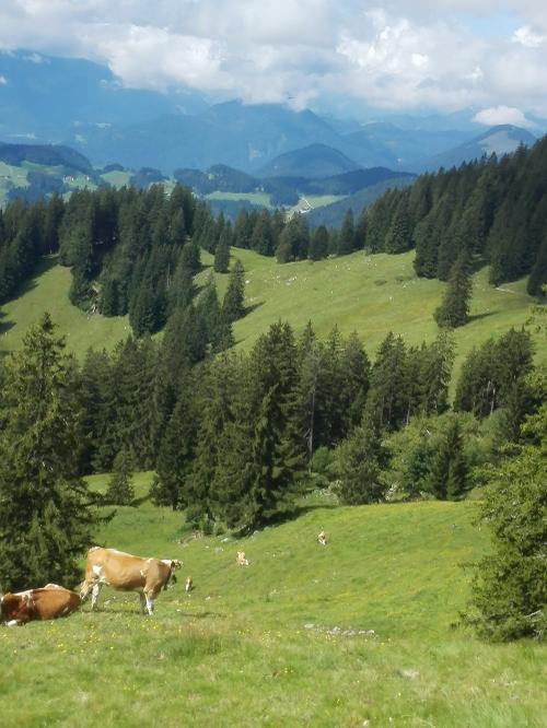 Sommerfrische auf der Alm