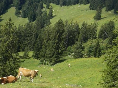 Sommerfrische auf der Alm
