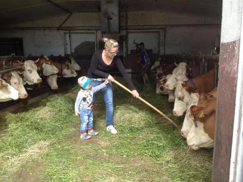 mithelfen im Stall