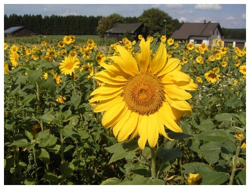 Unser Sonnenblumenfeld