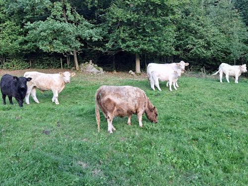 Rinder auf der Weide