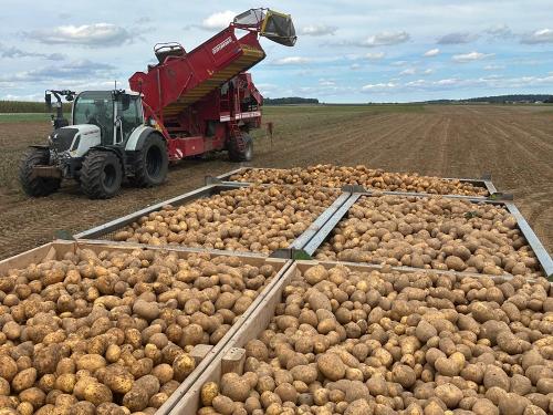Kartoffelernte Kartoffelernte