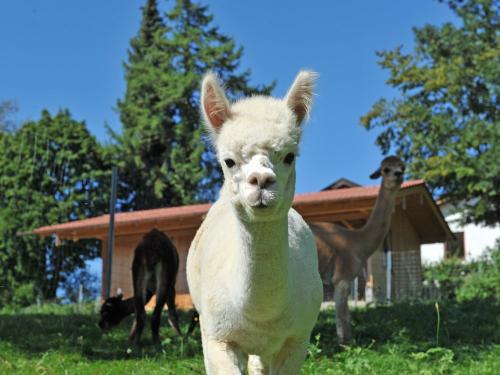 unsere Agnes