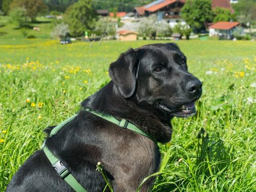 Hund Gina am Seimehof