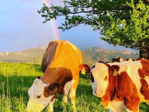 Kühe unterm Regenbogen