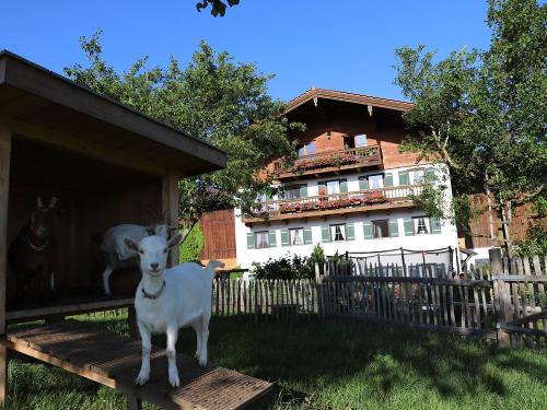 im Ziegenfreilauf