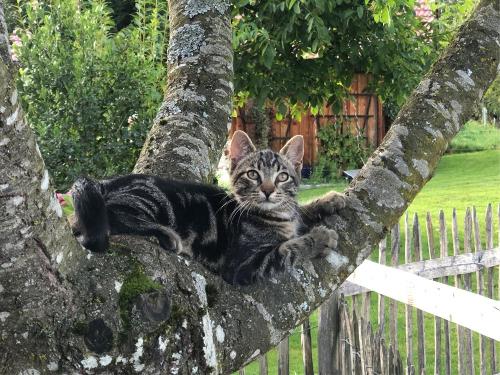 Kater Balu