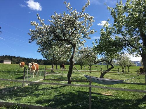 Obstgarten im Frühling
