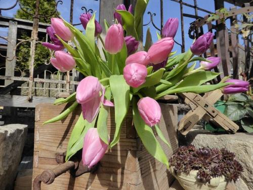Frühling auf dem Bauernhof