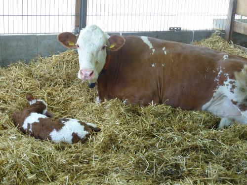 Mutter mit Kalb im Stroh
