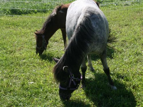Gretl und Adi