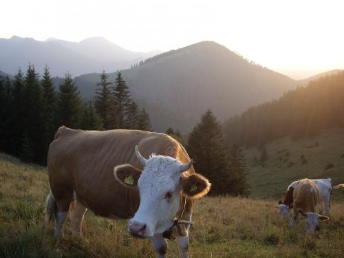 Auf unserer Alm
