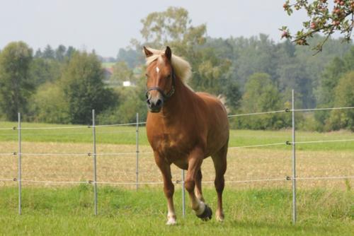 peterkainhof-pferd-auf-koppel