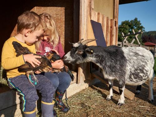 Tiere im Streichelzoo