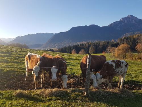 Das Jungvieh mit Bergblick Das Jungvieh mit Bergblick