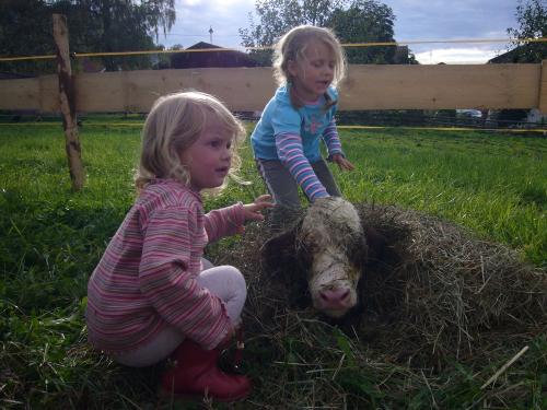 bayernsommer2008006_1 bayernsommer2008006_1