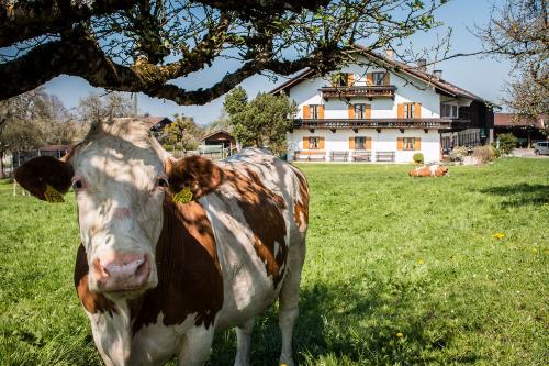Unsere Kühe