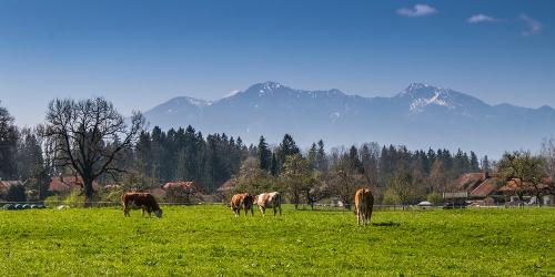 Unsere Wiese vor dem Haus