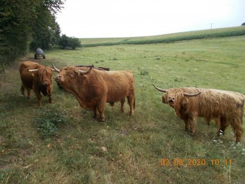unsere Hochlandrinder 4 mit Weitblick
