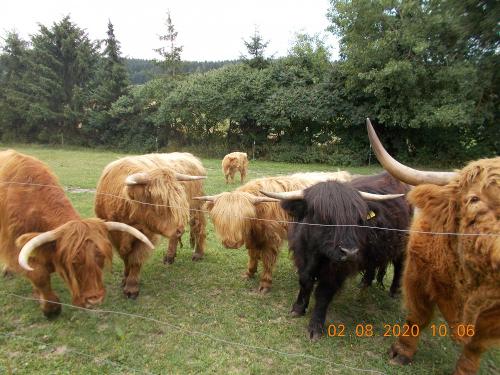 unsere Hochlandrinder 1