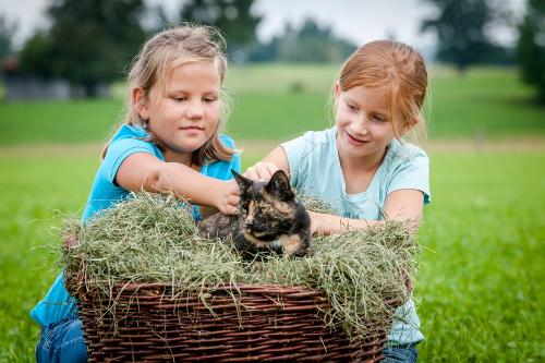 Katzen streicheln