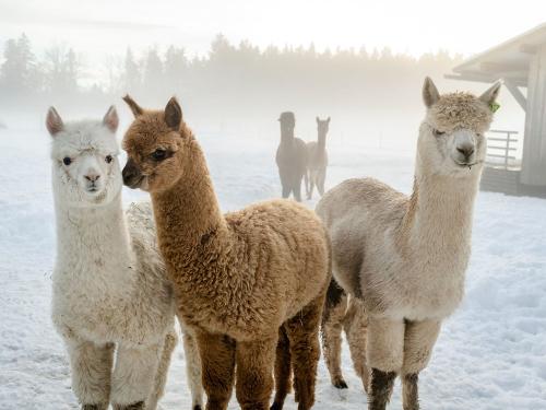 Hussnhof Farm Lodge Alpakawanderungen am Bauernhof Hussnhof Farm Lodge Alpakawanderungen am Bauernhof