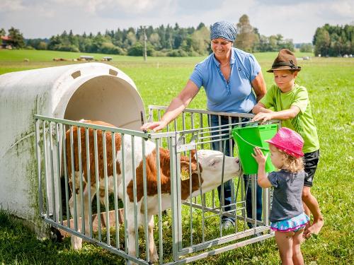 Hussnhof Farm Lodge Kälbchen füttern, Kühe Hussnhof Farm Lodge Kälbchen füttern, Kühe