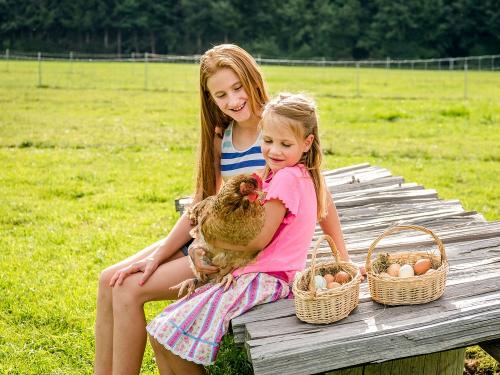 Hussnhof Farm Lodge Bauernhoftiere Hühner am Bauernhof Hussnhof Farm Lodge Bauernhoftiere Hühner am Bauernhof